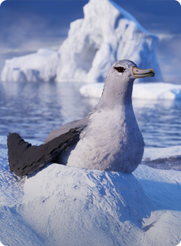 Animals_albatros