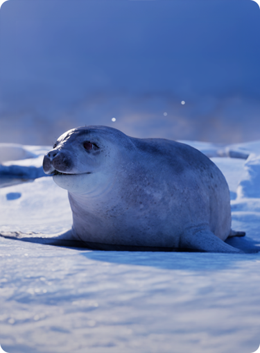 ANIMALS_seal