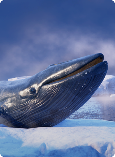 ANIMALS_whale