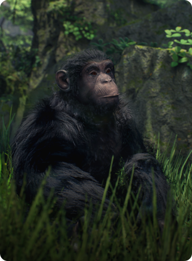 Animals chimpanzee