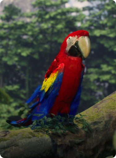 Animals macaw
